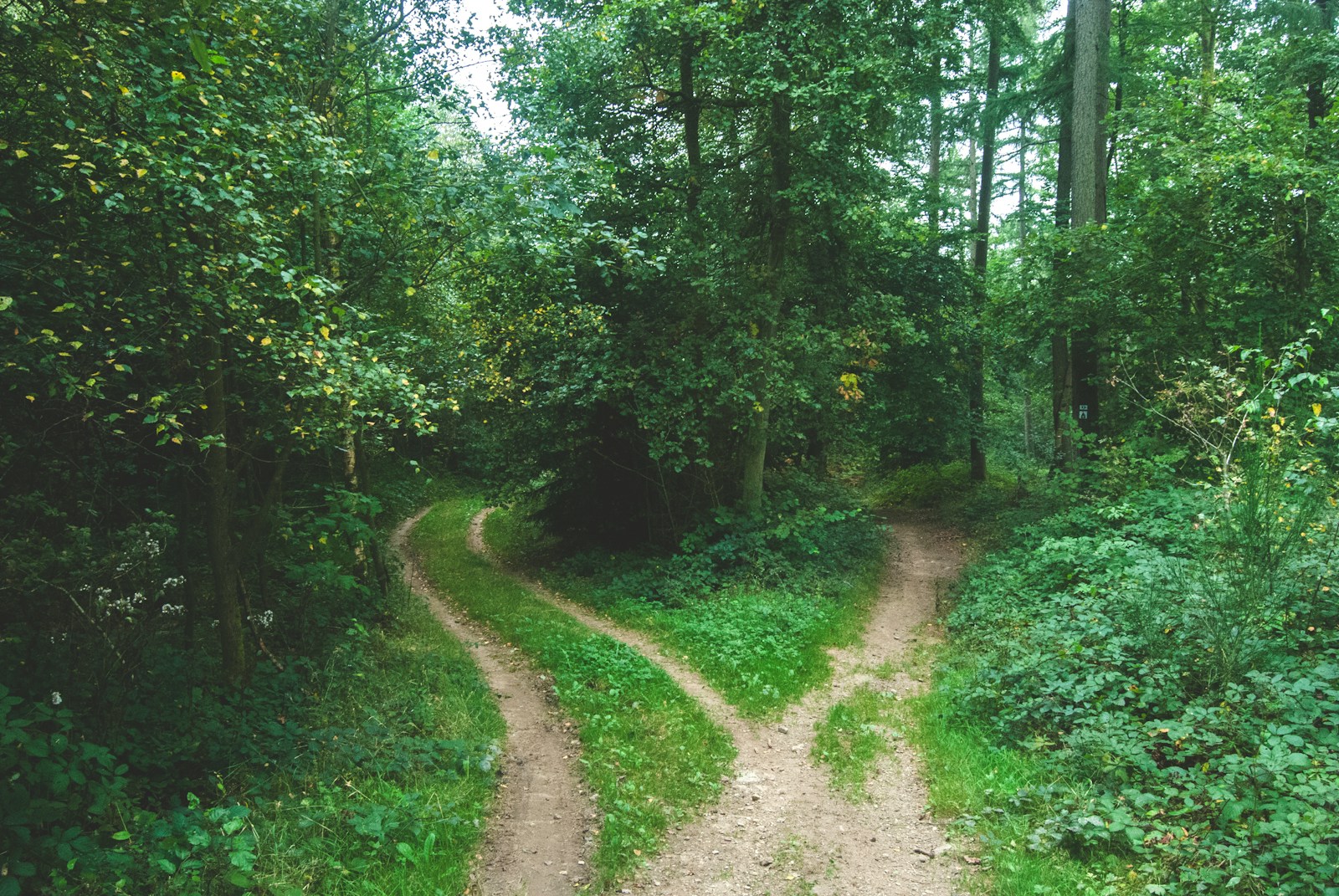A dirt path splitting into two tracks through a green forest, one bending left and one right